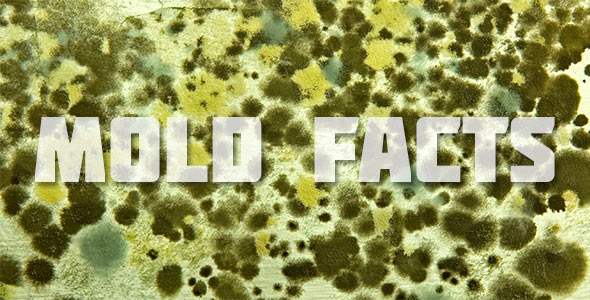 moldy wall with words mold facts