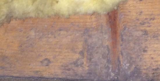 mold growth in crawl space